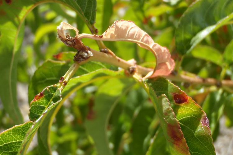 Peach Twig Borer