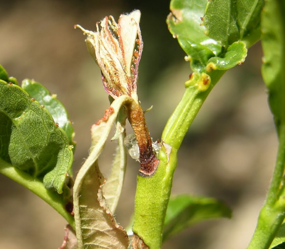 Peach Twig Borer