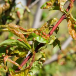 Typical Peach Leaf Curl