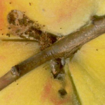 Damage from peach twig borer