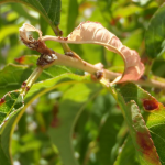 Damage from peach twig borer