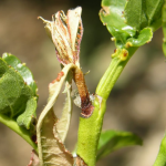 Damage from peach twig borer