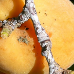 Frass from peach twig borer in San Jose