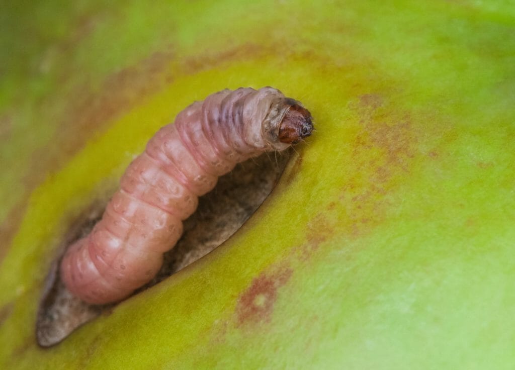 apple tree worm