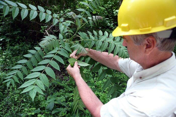 bay area arborist assessing tree