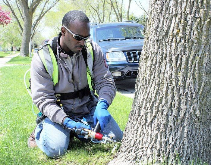 best arborist san francisco bay area