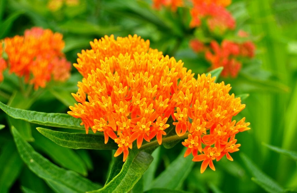 butterfly weed home remedy apple tree worm