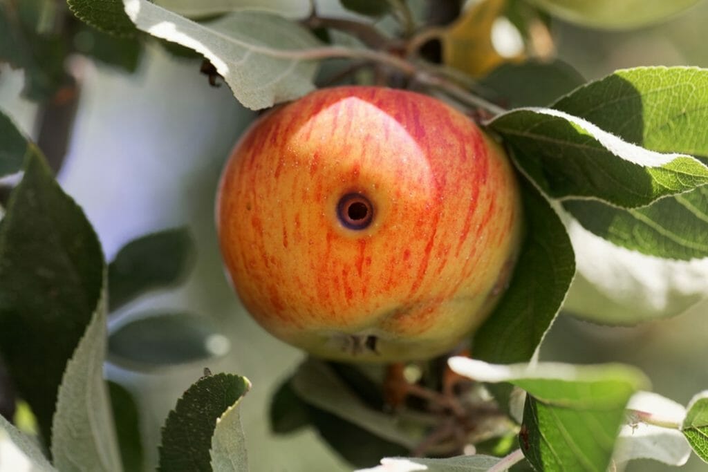 how to keep worms out of apples