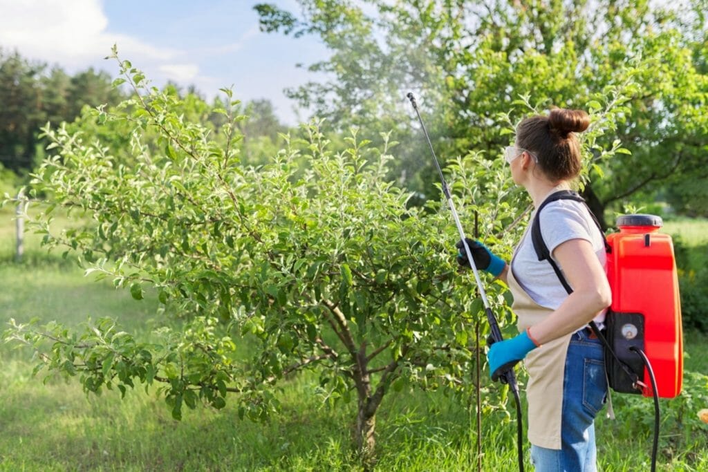 spraying for fruit worms