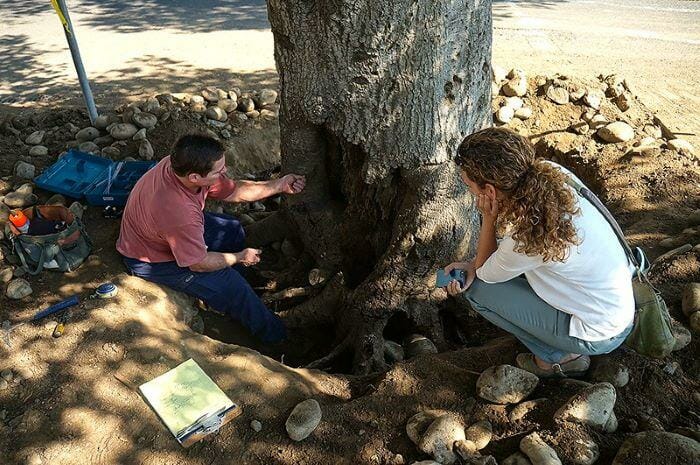 tree care specialist bay area