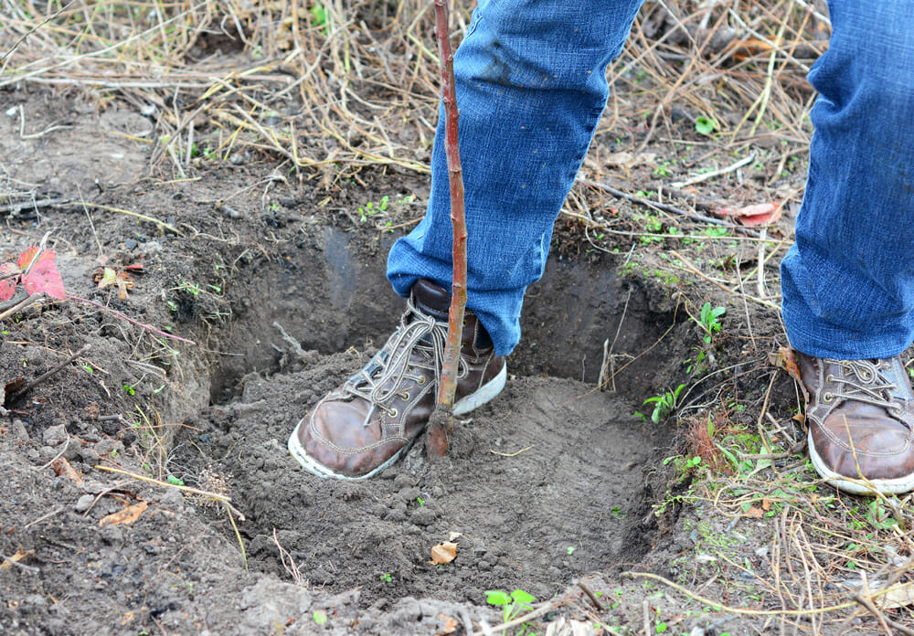 how to plant bare root fruit tree
