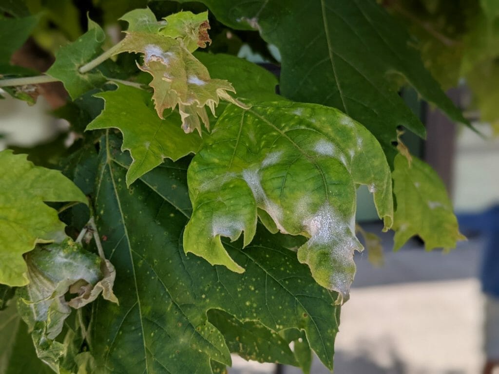 how to get rid of powdery mildew