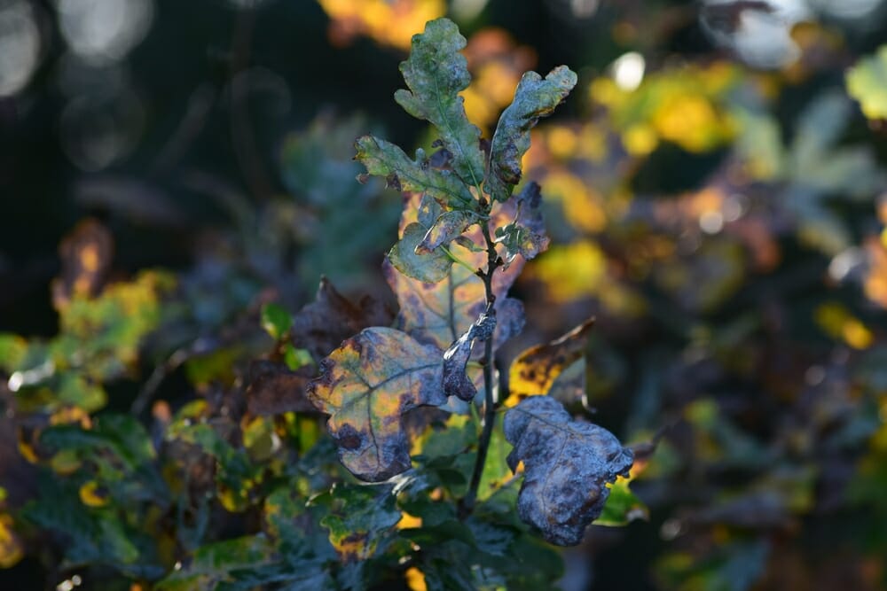 powdery mildew plant damage