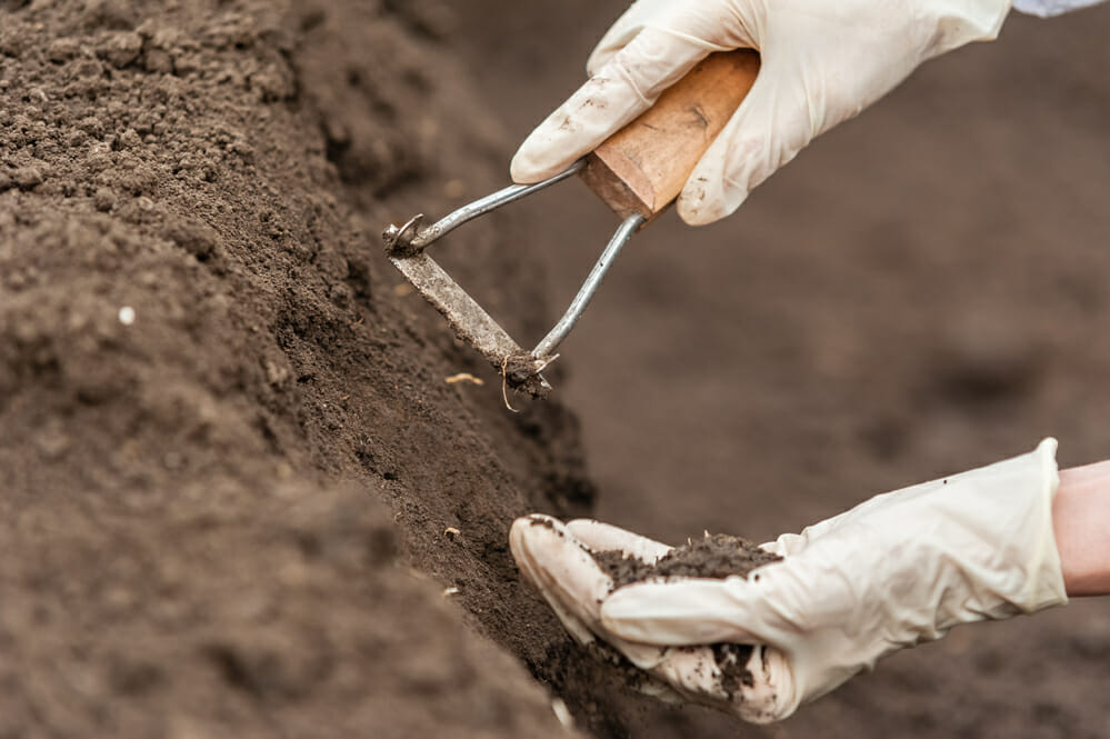 soil test for palm tree
