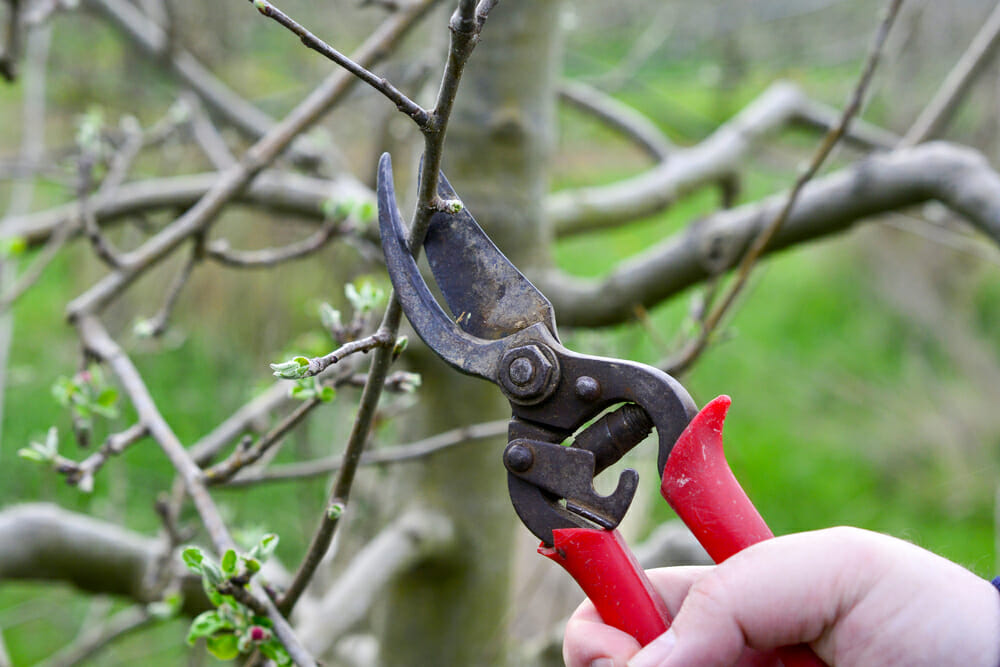removing branch of apple tree with powdery mildew